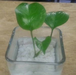 Meet your Posher, Patricia